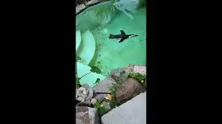 Penguins at Emerald Coast Zoo