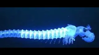 This Creature Is Hundreds of Animals Acting as One