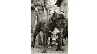Cosas Que No Sabias De Los Perros Presa Canario #Shorts