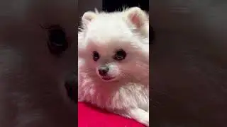 Look! This puppy has new eyelashes. Do you think it's cute?