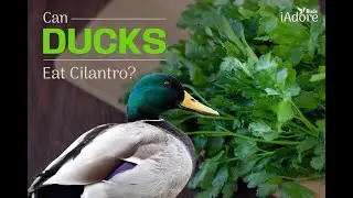 Can Ducks Eat Cilantro? 4 Benefits