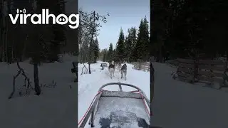 Lapland Husky Ride in -25&deg;C Winter Wonderland || ViralHog
