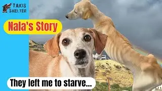 Nala&rsquo;s Incredible Recovery Story: Rescued at the Last Moment!! - Takis Shelter