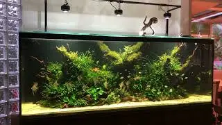 @TropicTank- Altum Angelfish Aquascape