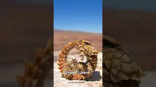 Armadillo Girdled Lizard: Africa&rsquo;s Real-Life Pok&eacute;mon