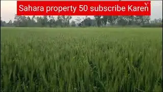 Chandpur Merath Road 16 Bigha Agriculture #masterjiproperty50 #trending #ytshorts #saharaproperty50