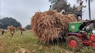 How to Transport Maize Stalks 🌽  🚜 Animal Food 🐄 Corn Stover | Indian Village Activity 🐄 🥛