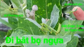 Đi bắt bọ ngựa xanh bắt được 3 con bọ ngựa non rất dể thương luôn