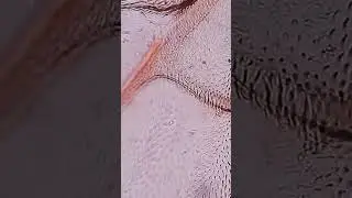GROSS Fly Wing 🤢 🪰under the Microscope #science #biology #microscope