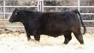 Composite - 230 || Moon Light x Chi/Angus (Y81)