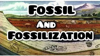 Fossil And Fossilization.