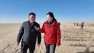 Holding back the sands: Winter fight against desertification in China's largest desert