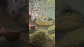 Brown trout UNDERWATER RELEASE