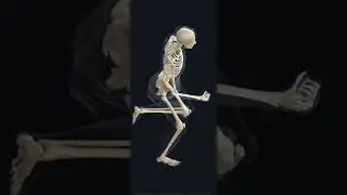 Human skeleton while running
