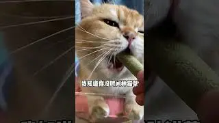 No More Worries about Growing Cat Grass! Feed Your Cat a Tooth-Grinding Stick Instead....