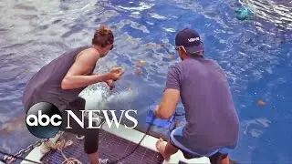 Nuclear Sharks | Marine Researchers Shed Light on Unusual Habitat