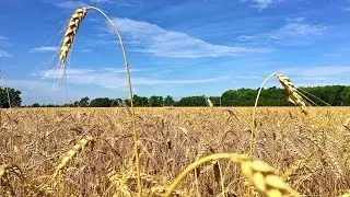 Let's Get Ready to Harvest Wheat - 2016