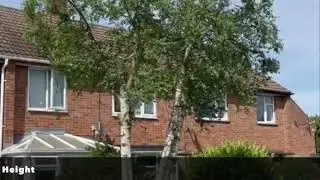 Silver Birch Tree Cut Back & Shortened