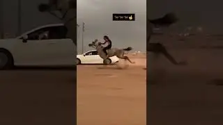 Arabic horse racing with mustang #shorts #youtube #viral #trendingshorts #blackwolf
