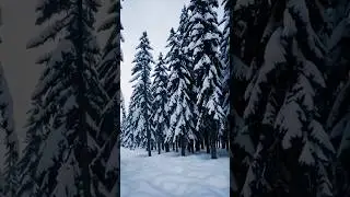❄️Snowy Pine Forest Serenity⛄