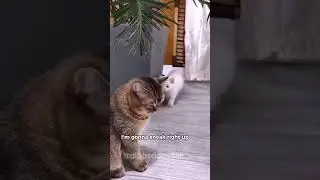 Kitten Sneak Attack