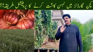 How To Grow High Yielding Garlic In Kitchen Gardens #kitchengardens #garlic #wintervegetables