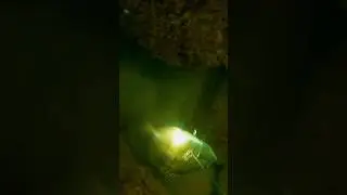 🐠 Sargo 🐠 en su cueva... #shorts #short #pescasub #fishing #spearfishing #fish #ocean #sea