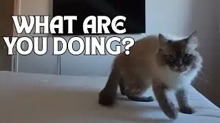 CAT POV: What My Cats Do When Home Alone