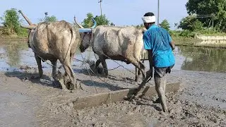Bullockcart Heavy Load Performance | Bullock Leveling