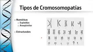 genetica clase 3 - cromosomas y cromosomopatias