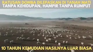 Ratusan Domba Dilepaskan Di Tanah Tanpa Kehidupan, 10 Tahun Kemudian Hasilnya Luar Biasa
