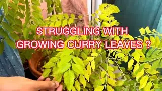 How to take care of Curry leaves /Growing tips / Fertilizers / Mistakes to avoid