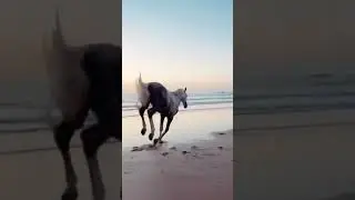 #freedom #horse #running