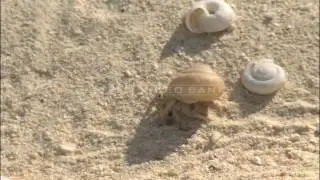 NHK VIDEO BANK - Journey through the Bonin Islands, Japan -