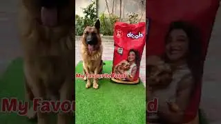 MERA FAVOURITE FOOD 🍱 | Drools puppy food & Himalaya adult food | Dog best food #dogfood #shorts