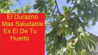 EN CUANTO PRODUCE UN DURAZNERO DE SEMILLA