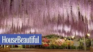 This Wisteria Flower Tunnel in Japan Is the Most Magical Place Ever | House Beautiful