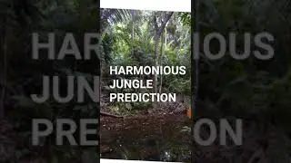 Harmonious Jungle prediction