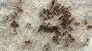 Intriguing ant behaviour part 2