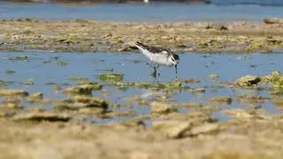Камнеша́рка[1] (лат. Arenaria interpres) &mdash; вид птиц из семейства бекасовых (Scolopacidae).