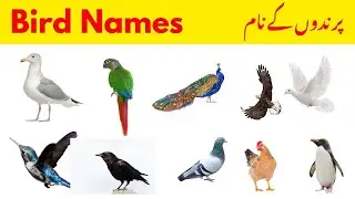 Birds Name for kids| Birds Name in English | Birds | kids learning video | Toddlers