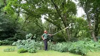 Cutting back low tree branches