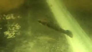 BUTIS BUTIS GOBY the crazy fish