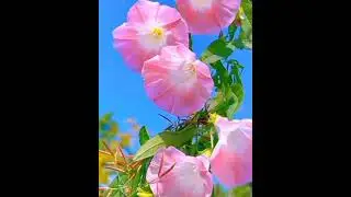 Convolvulus arvensis pink flower's🌸🌸