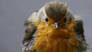 Robin in the Rain