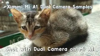 Xiaomi Mi A1 Dual Camera Photos in Portrait Mode, Variety of Setting & Lighting Conditions