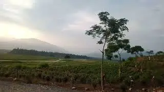 Hilla Tea garden  ,near Indo-Bhutan border.