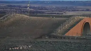 Wildlife Crossing in Wyoming - 47 Pronghorn Cross in 90 Seconds