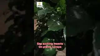 Remedy for Sap Sucking insects in plants and Crops