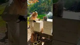 Christmas gift idea for the beekeeper in your life! #farming #honey #ytshorts #giftidea #christmas